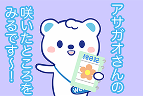 アサガオの観察